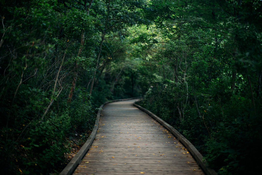 Forest Path